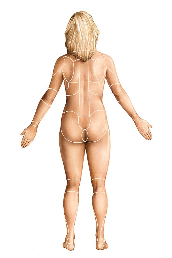 Female regions of anatomy,posterior view