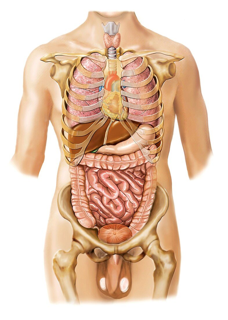 External projection of internal organs