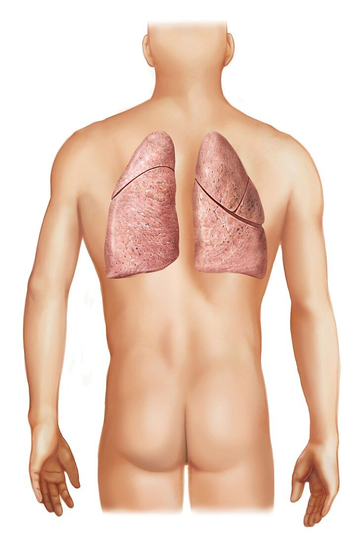 External projection of the lungs