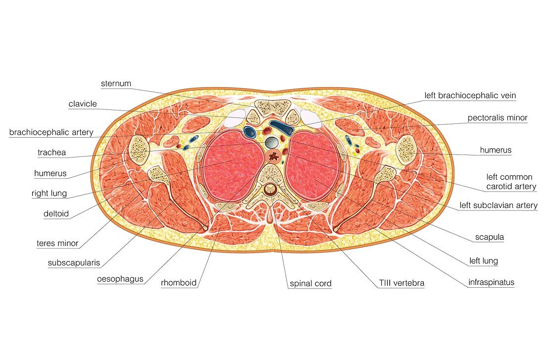 Transverse section at pectoral level