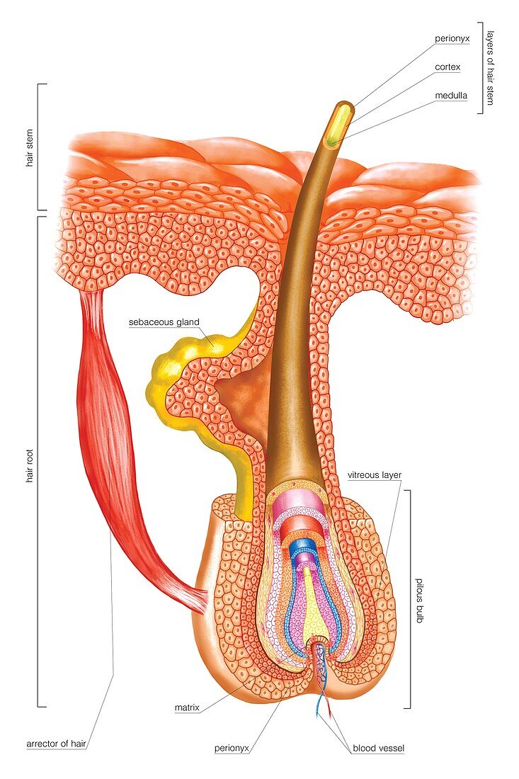 Hair Follicle