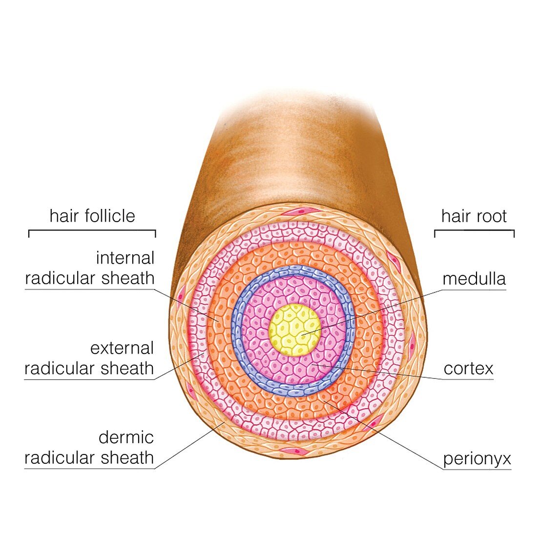 Hair Follicle