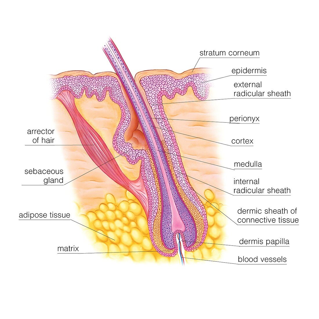 Hair Follicle