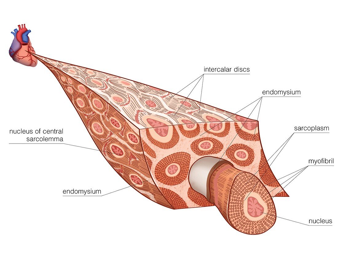 Muscular tissue of cardiac muscle