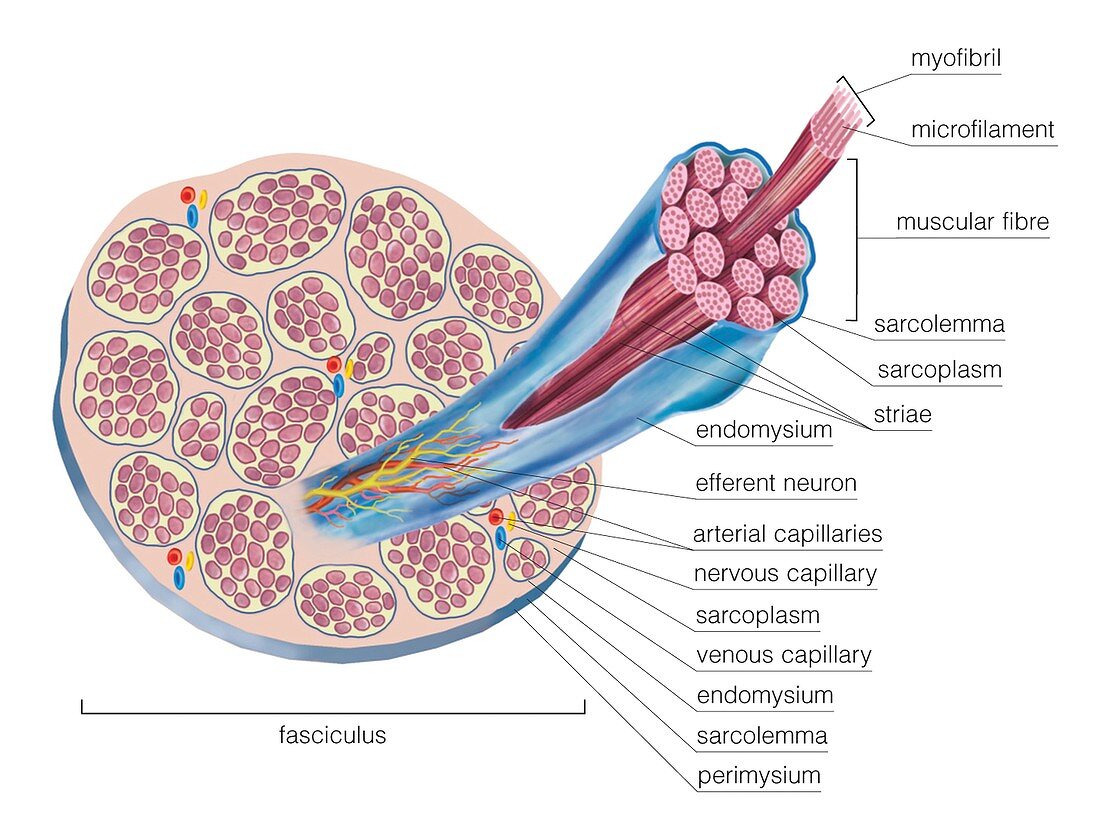 Structure of skeletal muscle,fasciculus