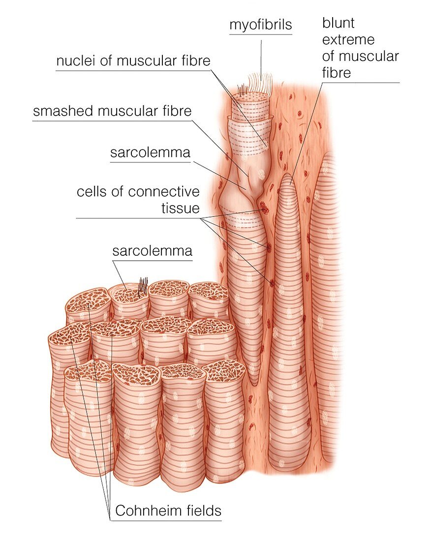 Composition of skeletal muscle fibres
