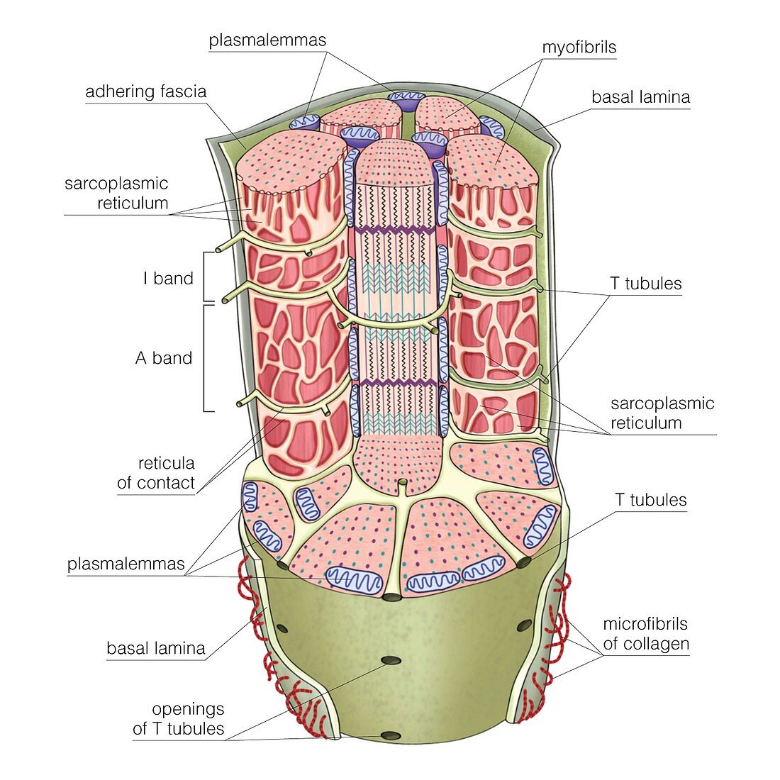 Skeletal muscle,structure of the fibre