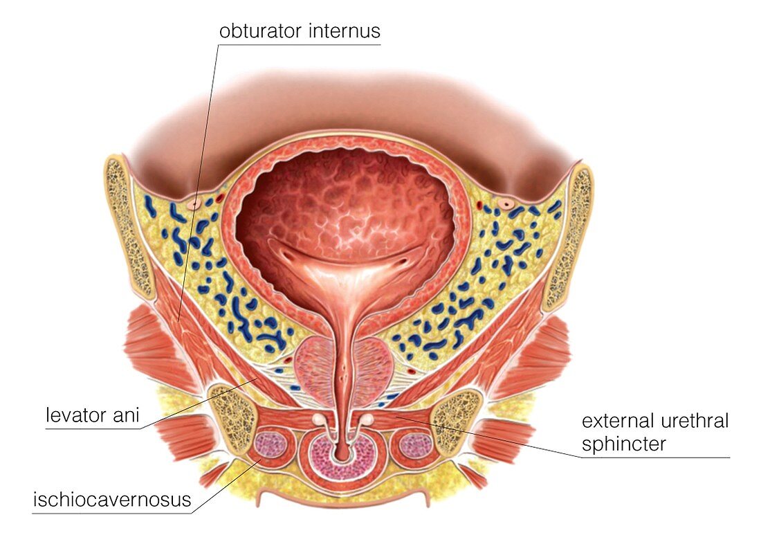 Prostate and urinary bladder