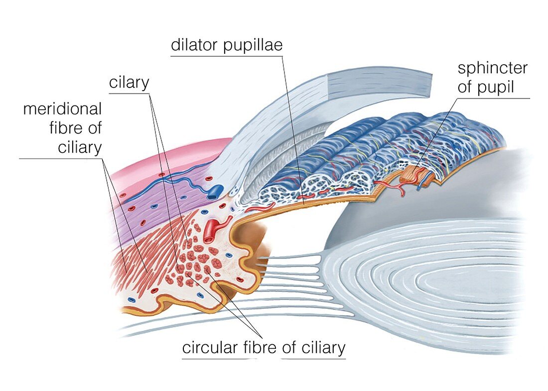 Ciliary musculature of eye