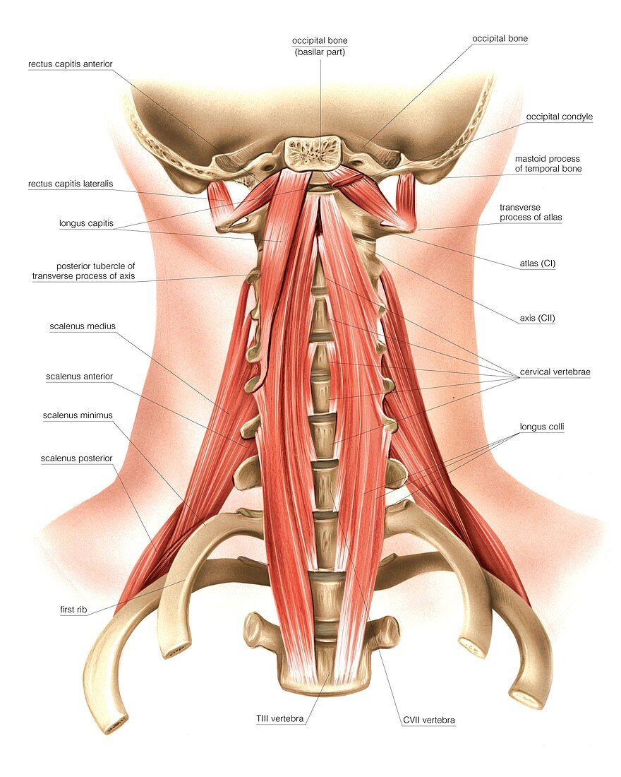 Muscles of the neck