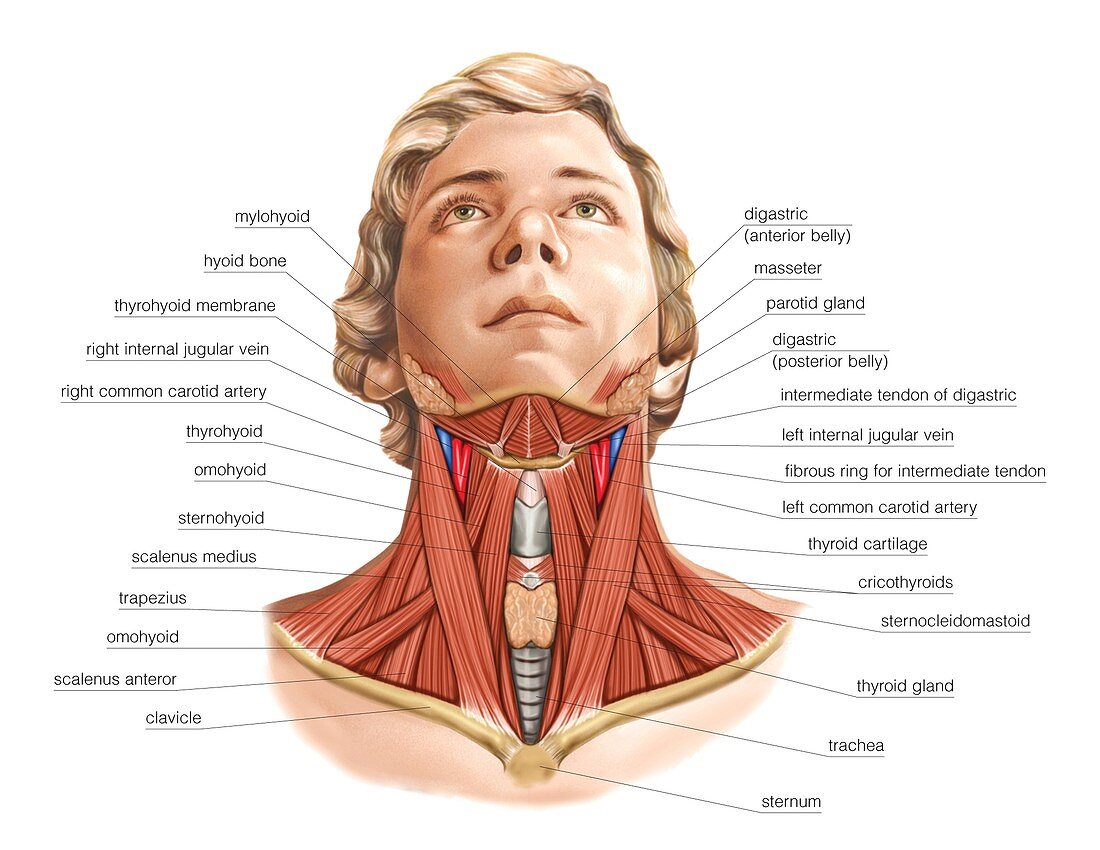 Muscles of the neck