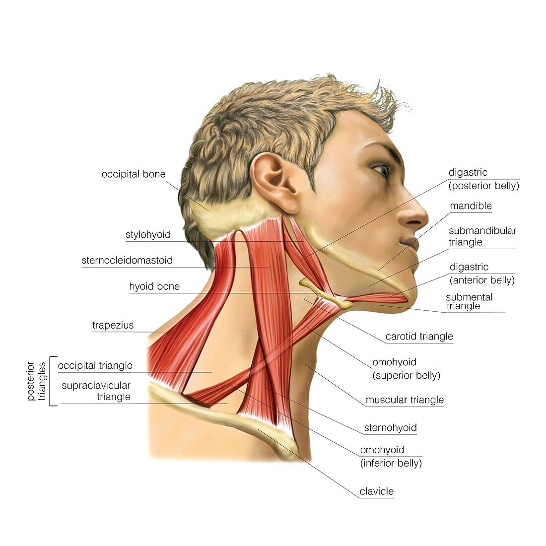 Cervical muscles