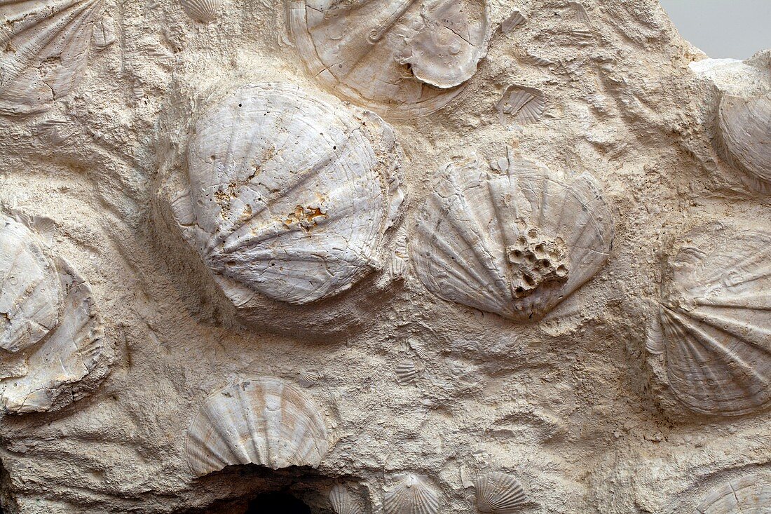 Fossil scallops
