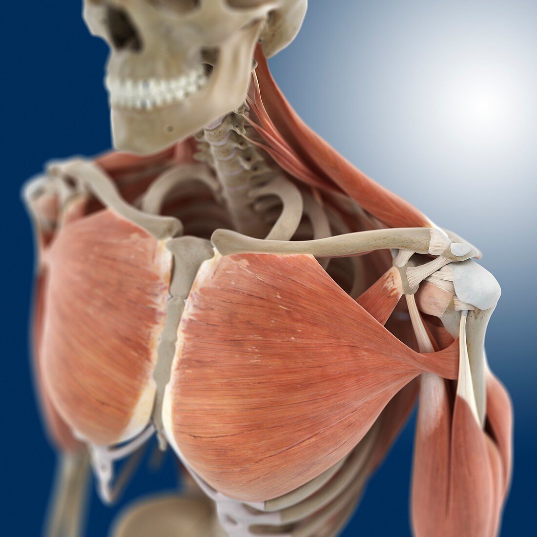 Shoulder and chest anatomy,artwork