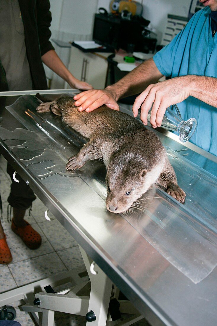 Otter (Lutra lutra) research