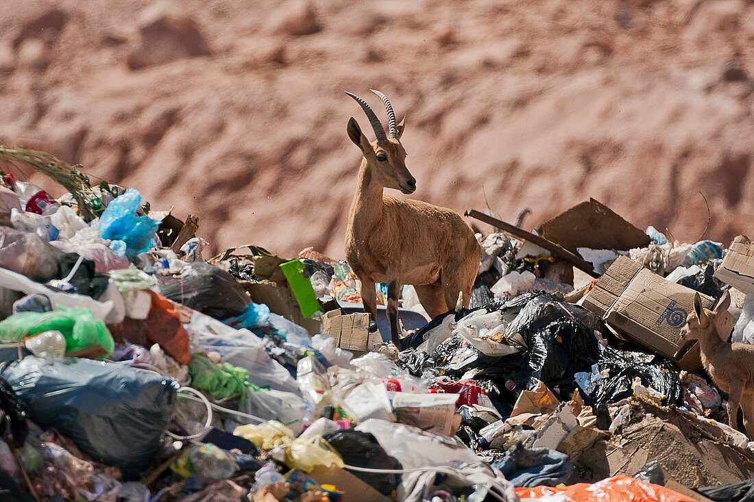 Ibex in city dump