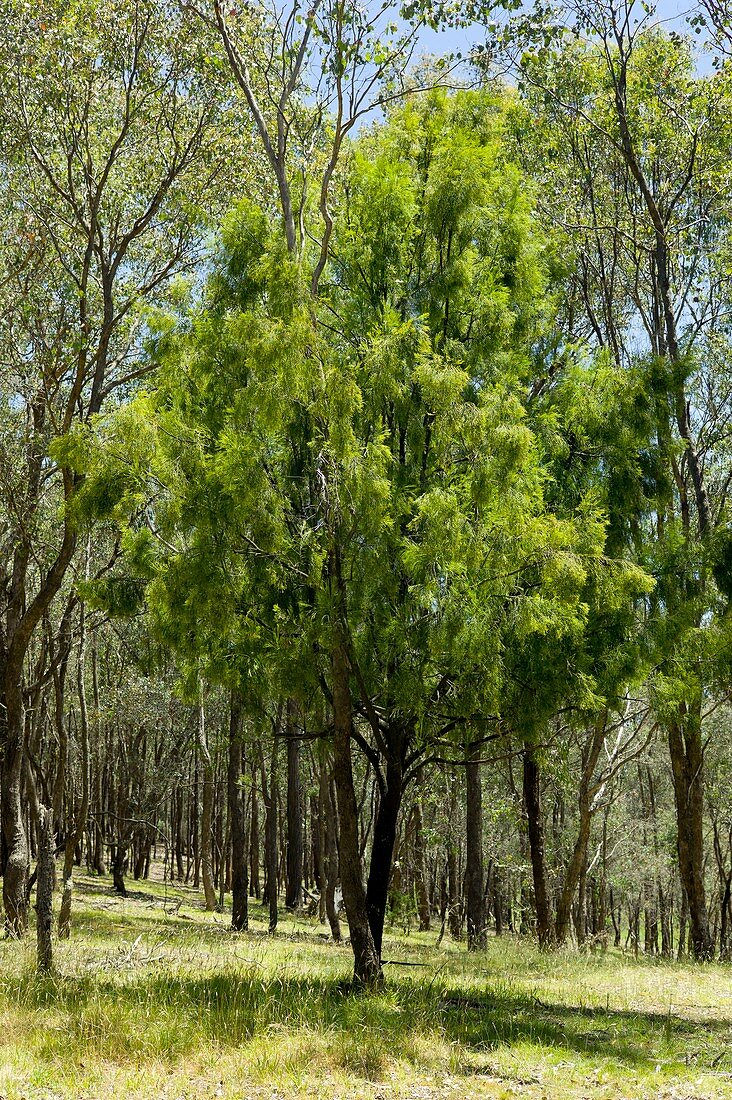 Exocarpus cupressiformis in dry forest