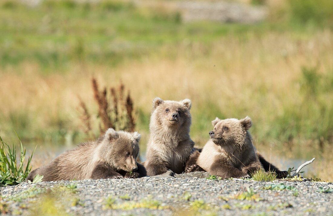 Brown bear cubs,Alaska,USA