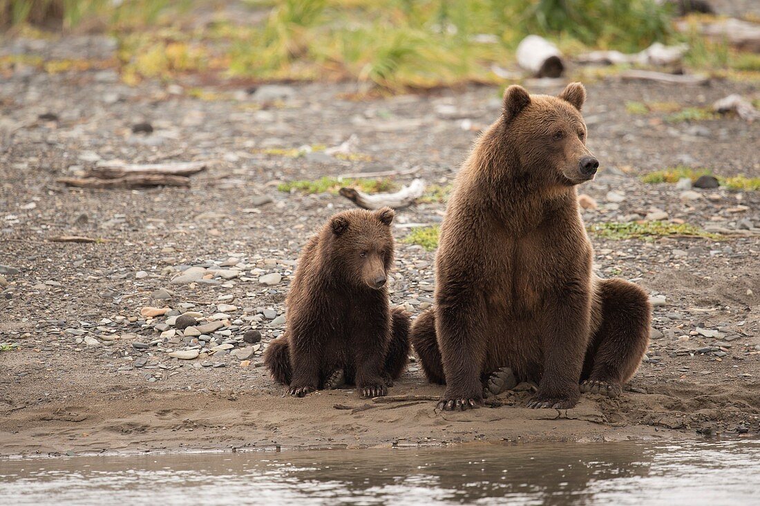Brown bear mother and cub,Alaska,USA