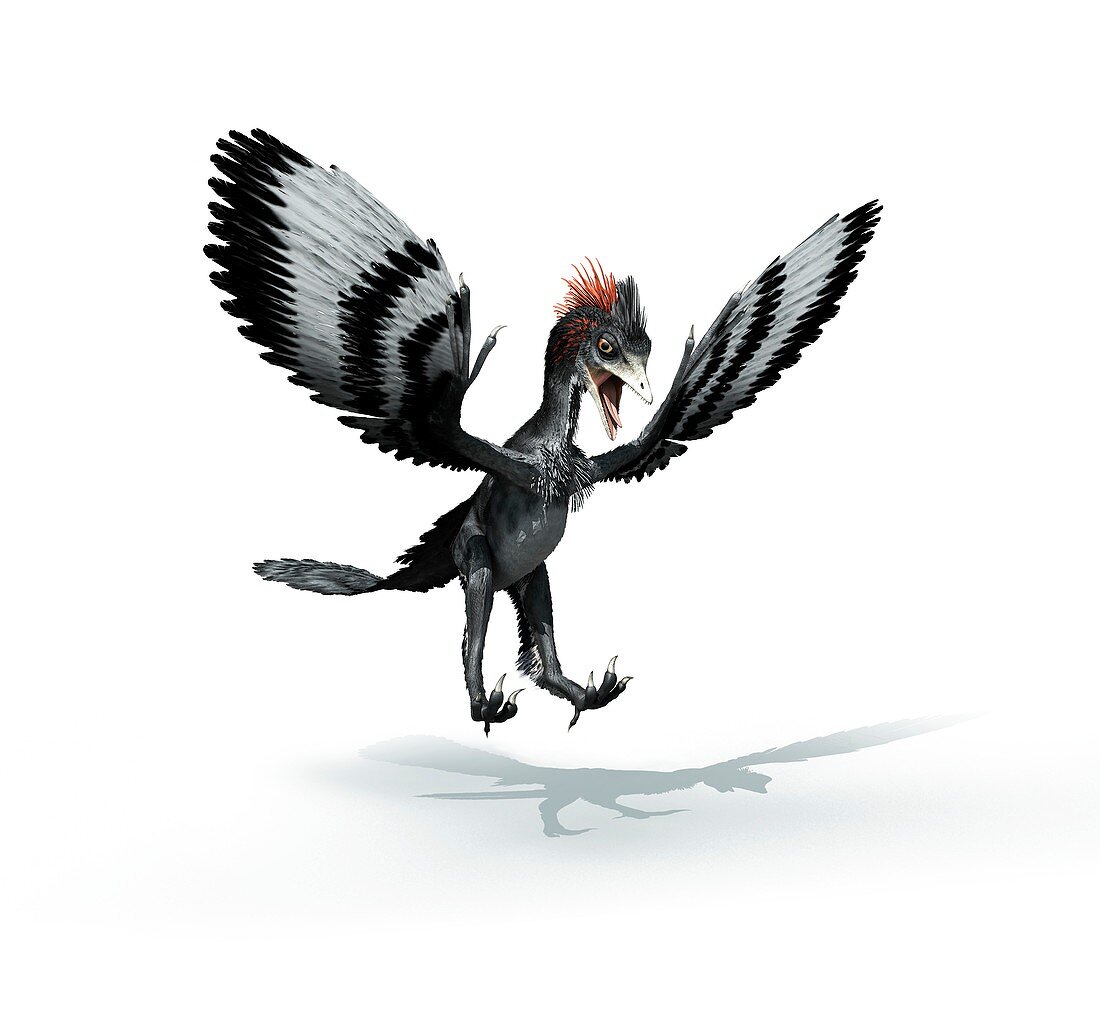 Anchiornis feathered dinosaur,artwork