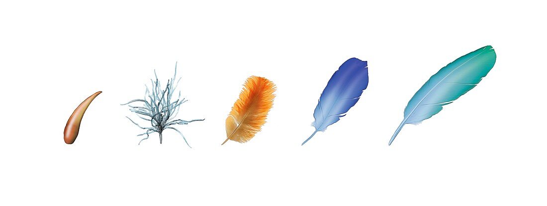 Evolution of feathers,artwork