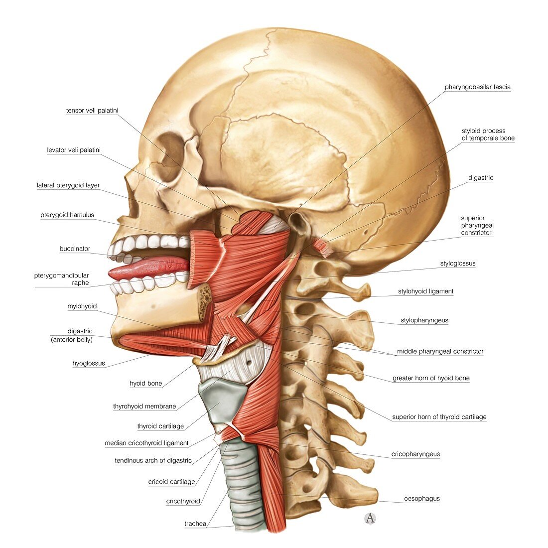 Buccopharyngeal region muscles