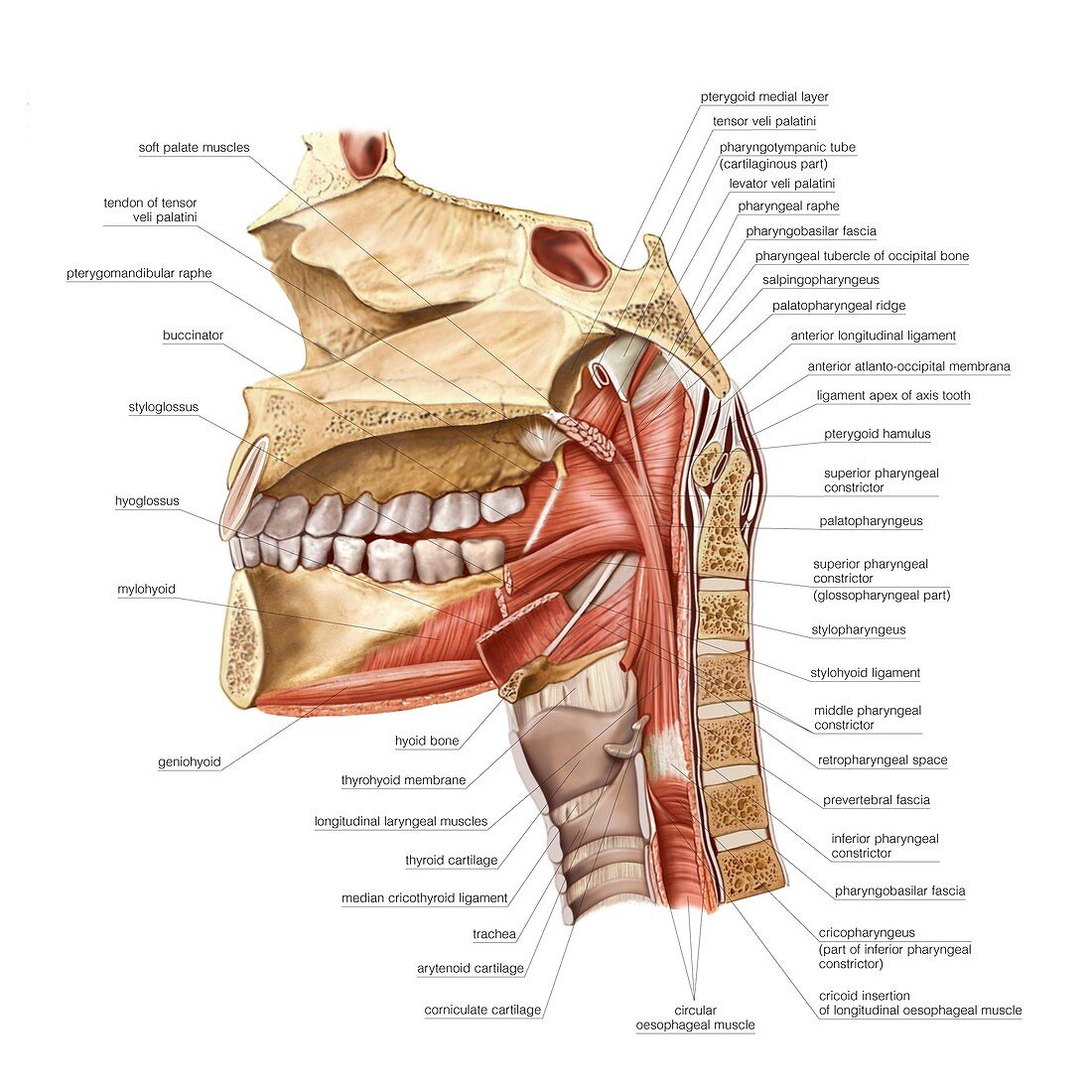 Buccopharyngeal region muscles
