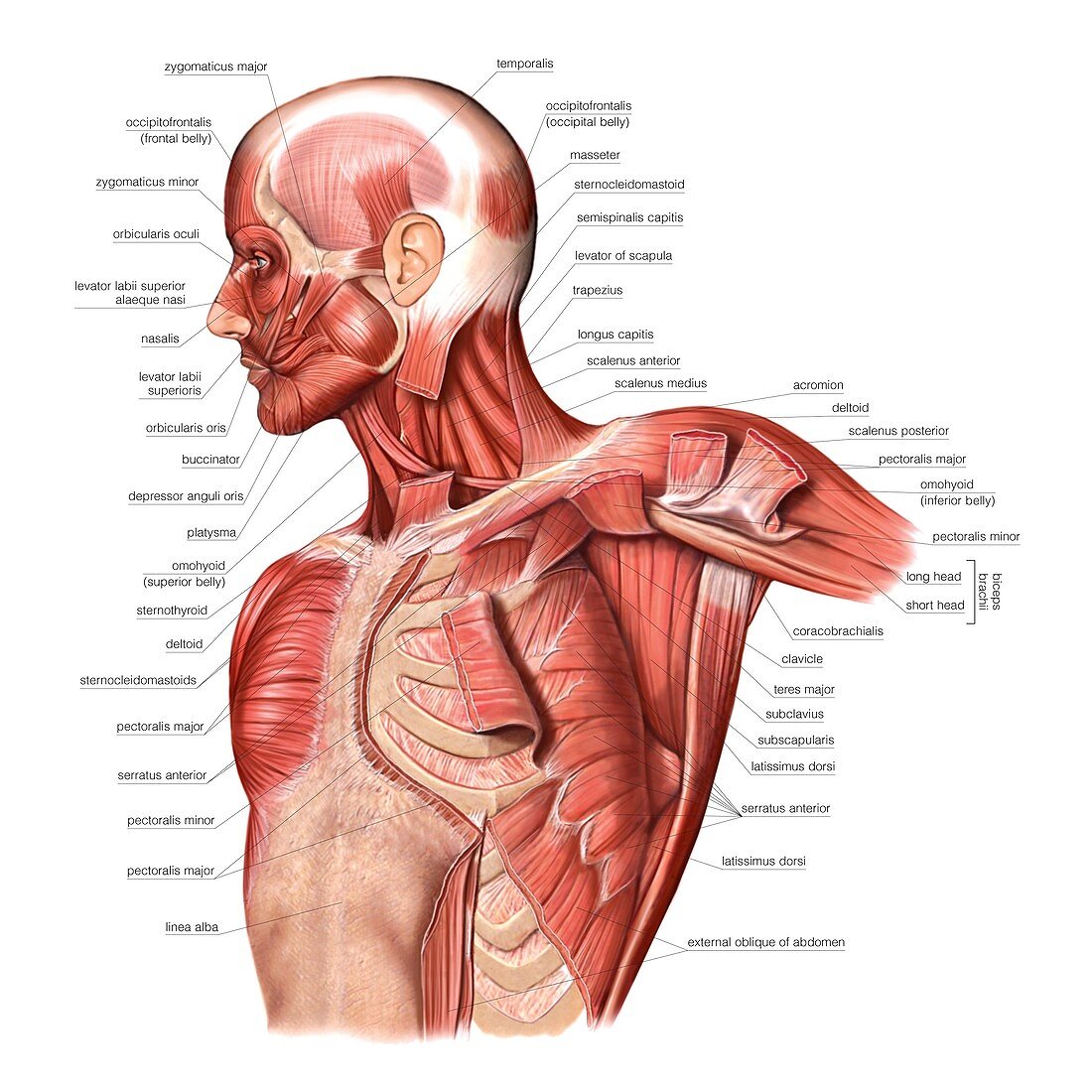 Muscles of the Thorax