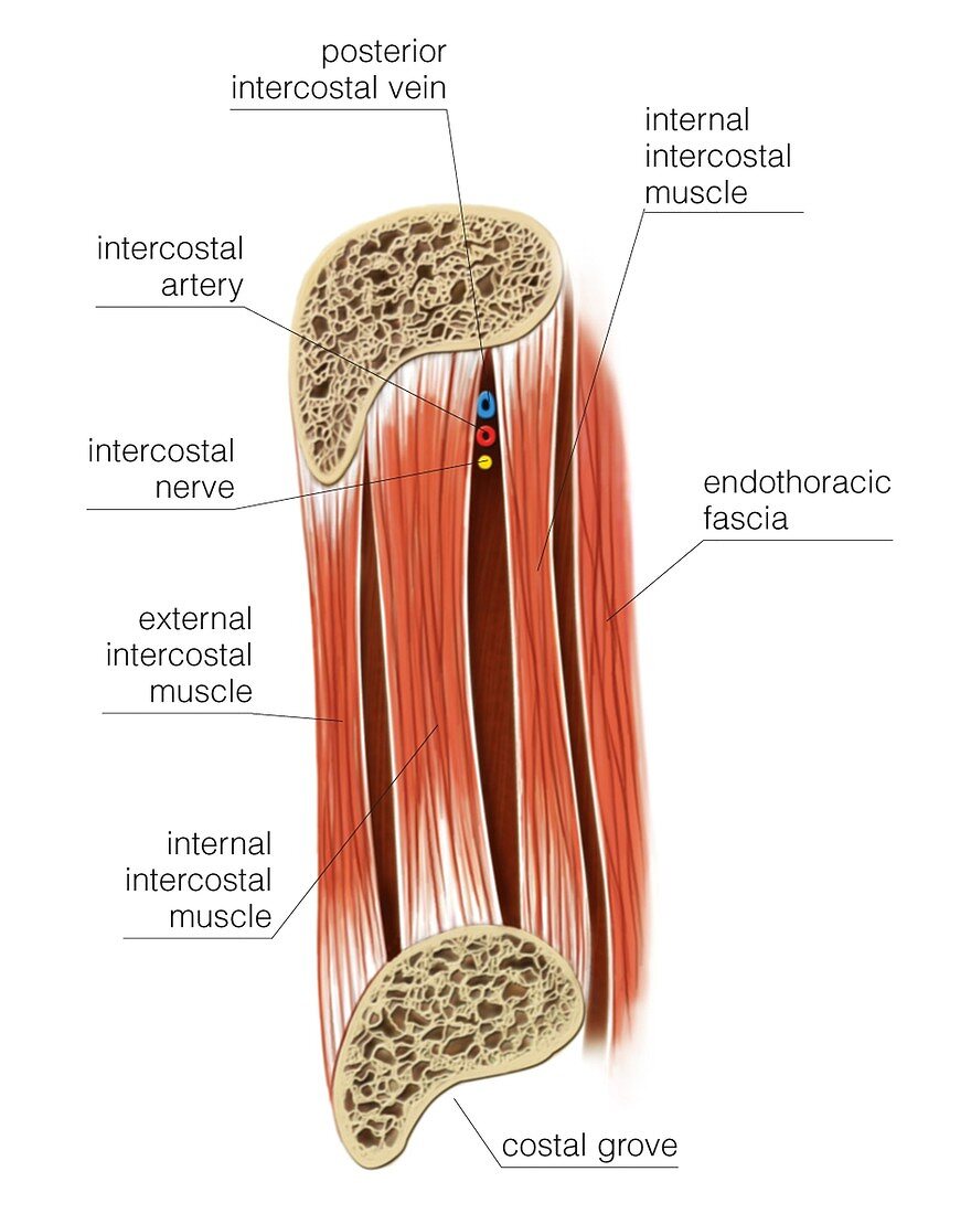 Muscles of thoracic wall