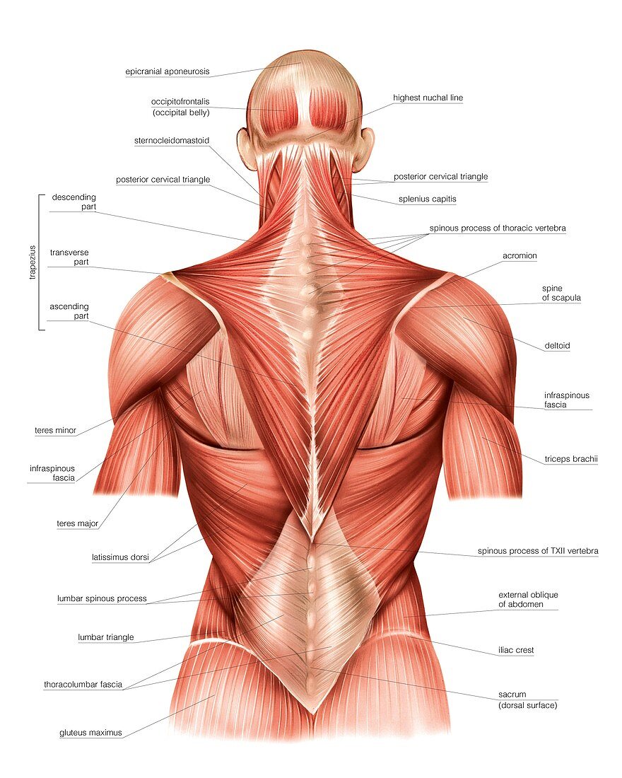 Muscles of trunk ,back