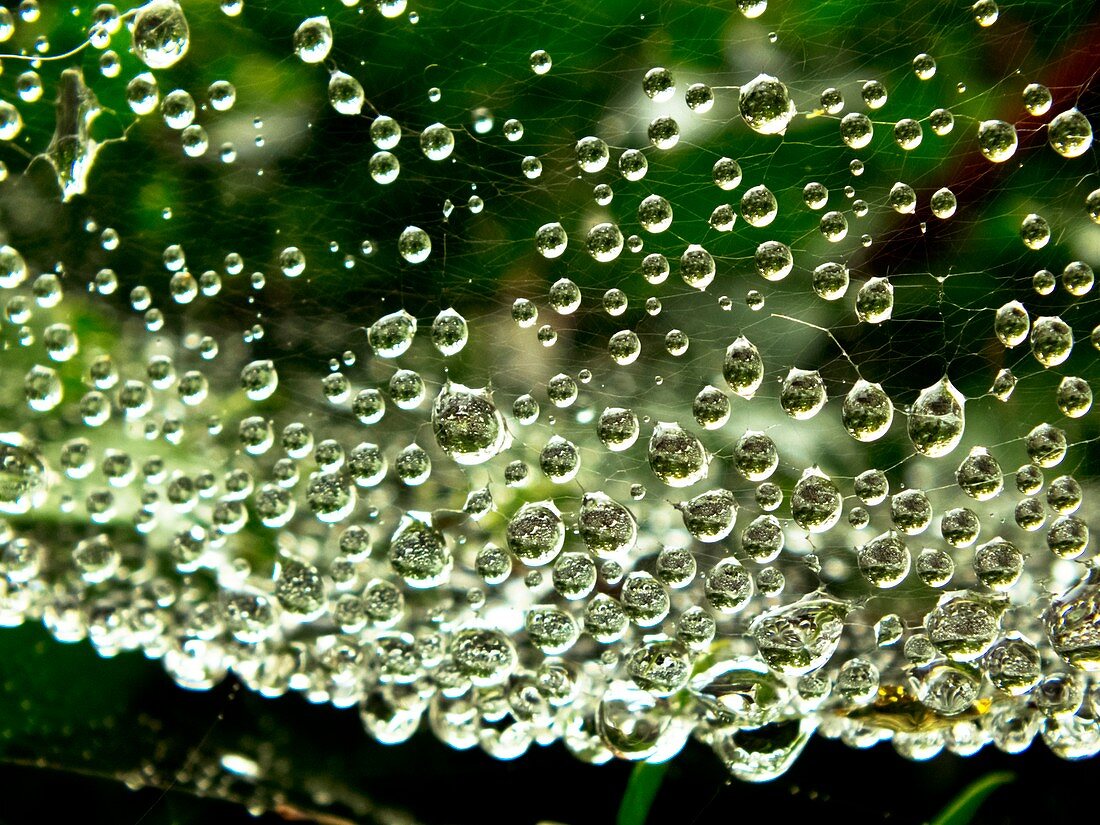 Dew droplets caught on a spider web