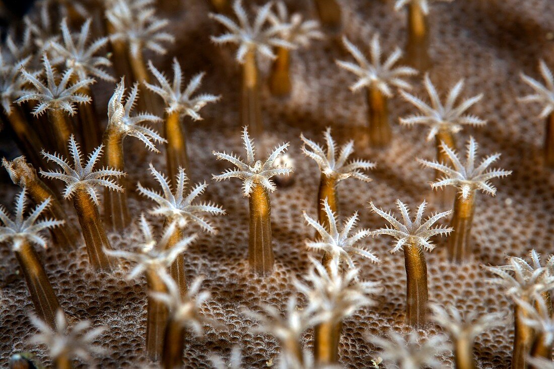 Leather coral polyps
