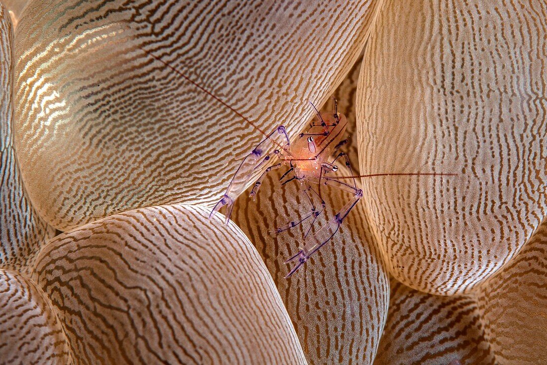 Bubble coral shrimp and bubble coral
