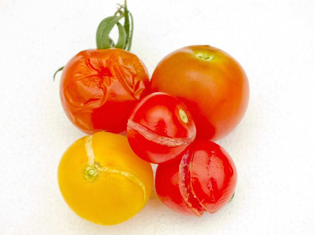 Split tomatoes