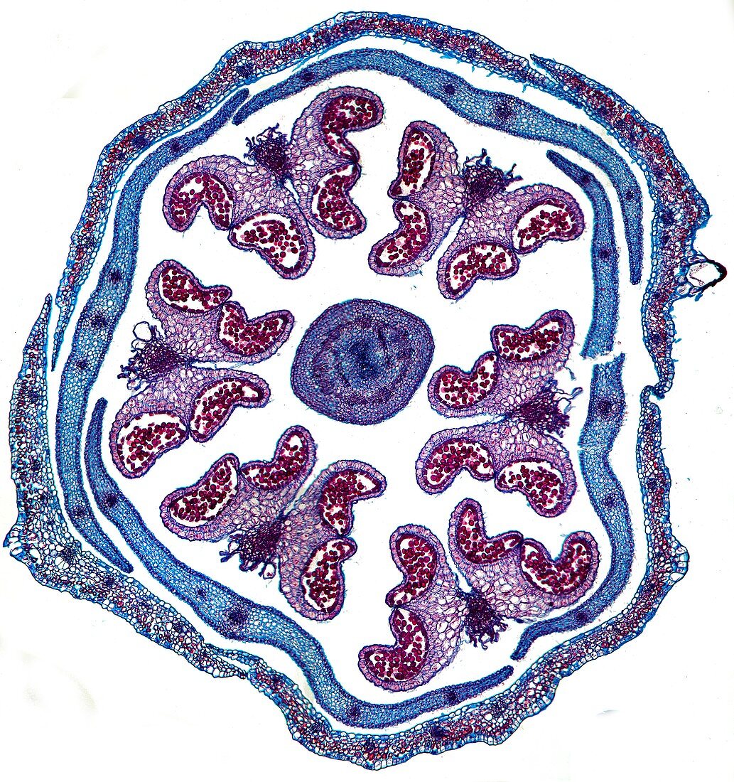 Radish flower bud,light micrograph