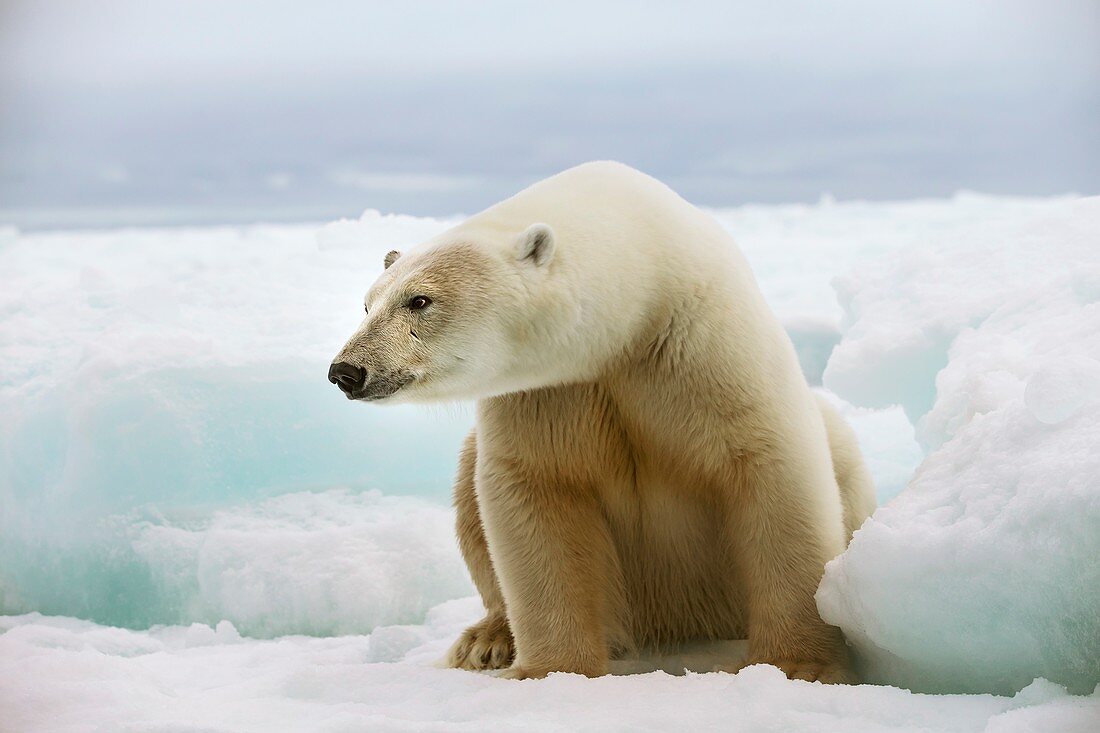 Polar bear sitting on a ice floe