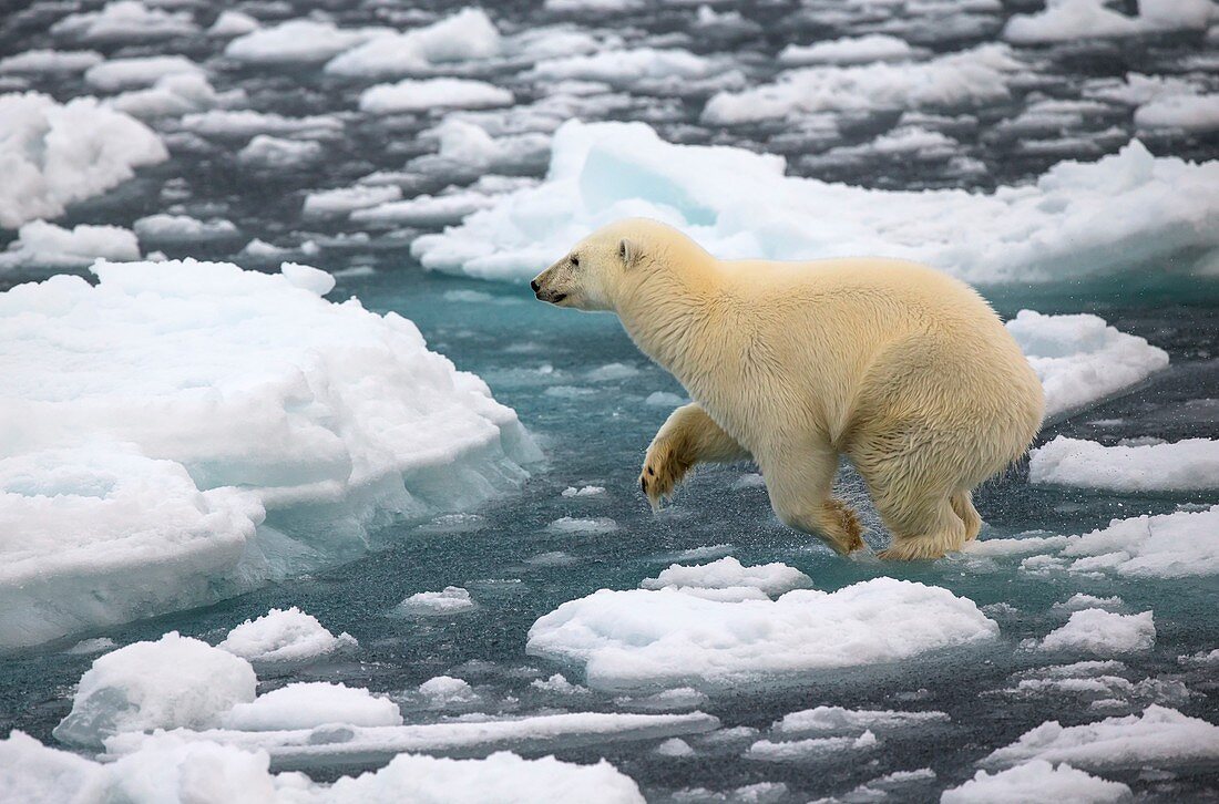 Polar bear jumping across ice floes