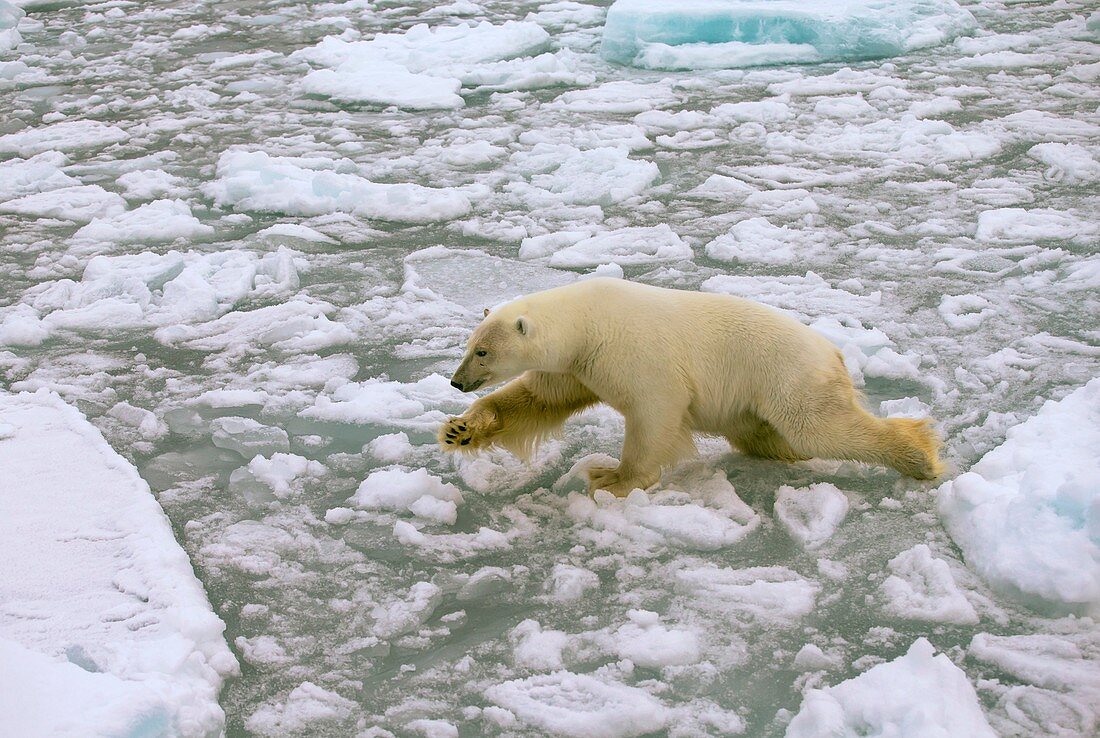 Polar bear crossing ice floes