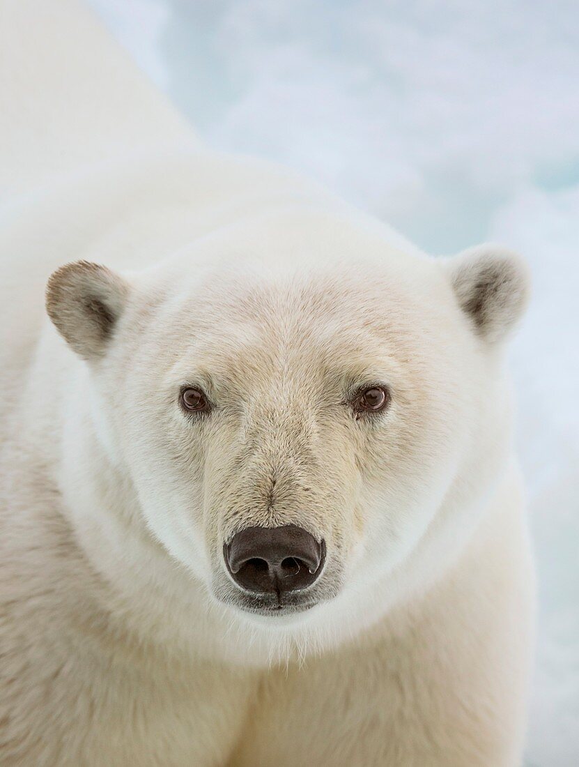 Close up of a polar bears head