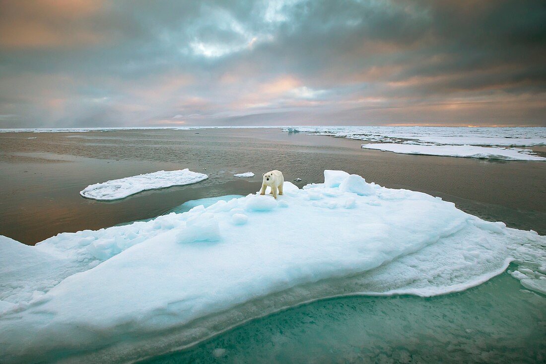 Polar bear standing on a ice floe