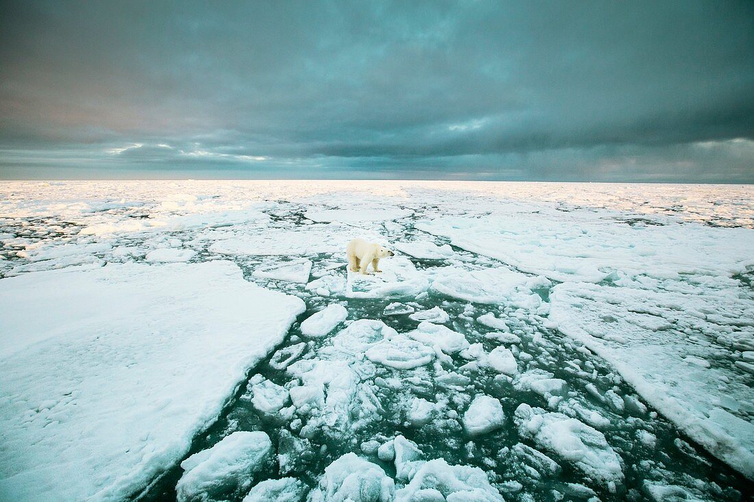 Polar standing on an ice floe