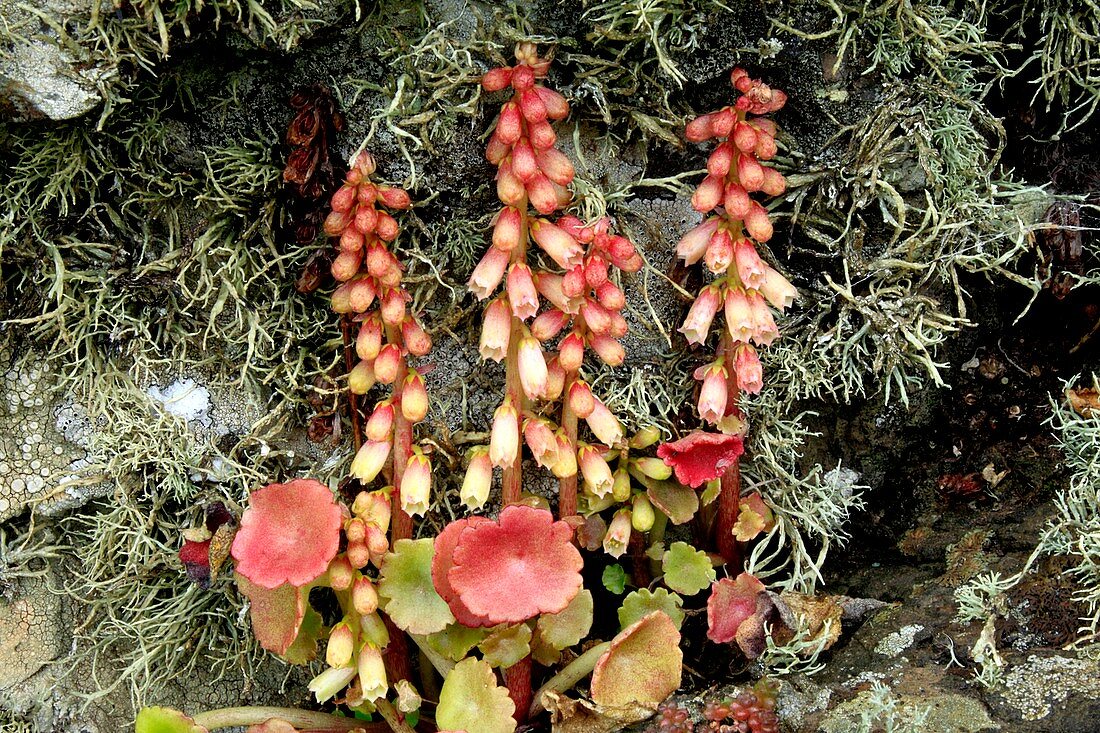 Navelwort (Umbilicus rupestris)