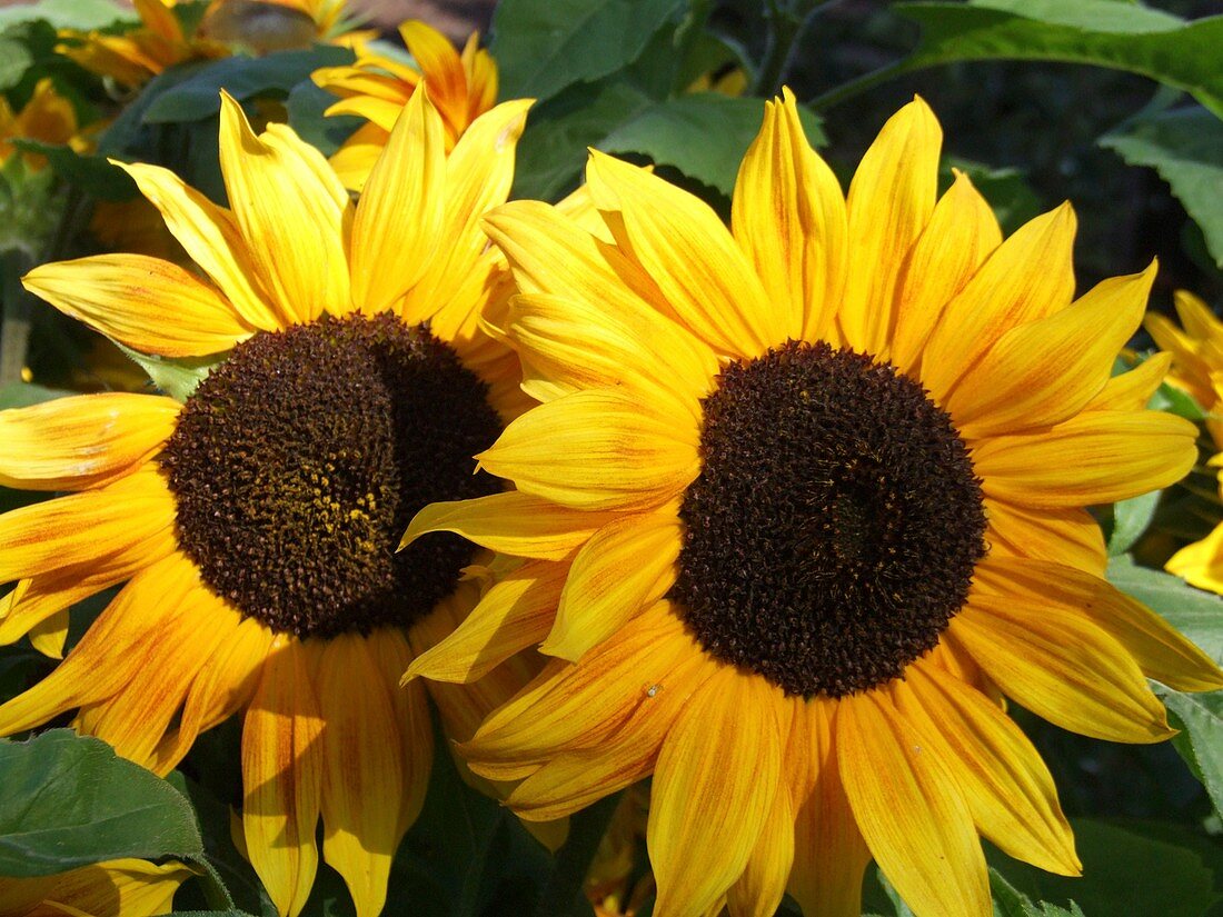 Sunflowers (Helianthus annuus)