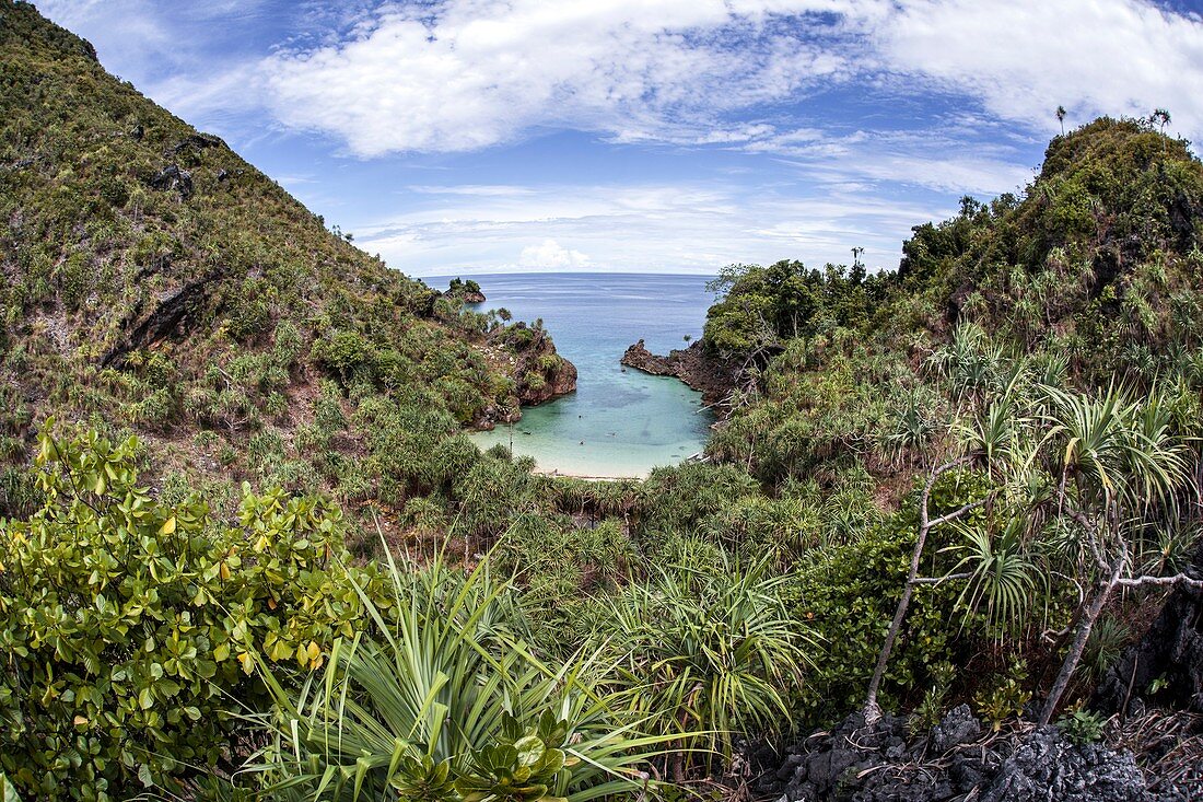 Island vegetation