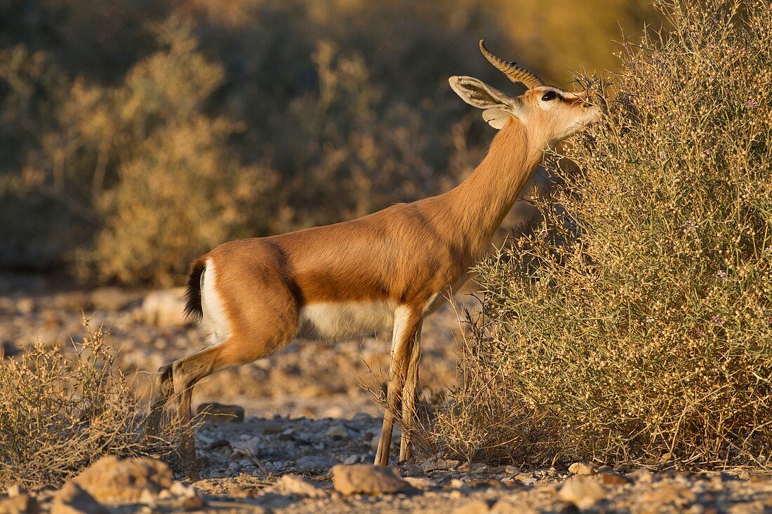 Dorcas Gazelle (Gazella dorcas)