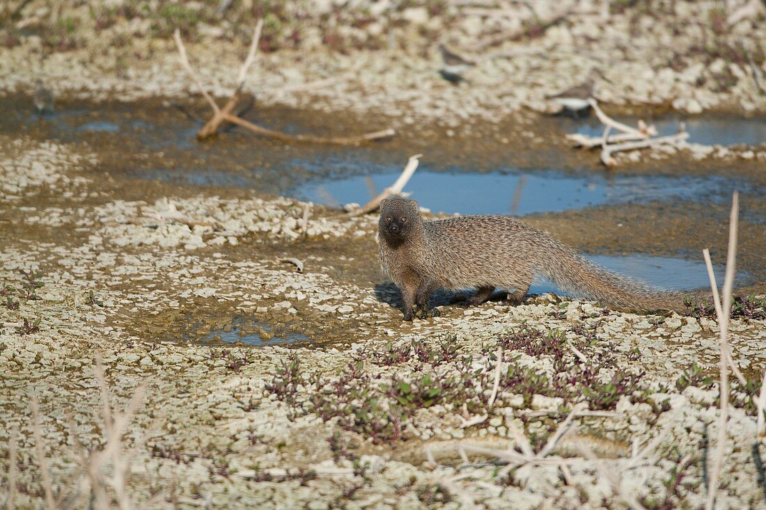 Egyptian Mongoose (Herpestes ichneumon)