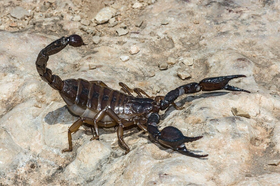 Common Black Scorpion Nebo hierichonticus