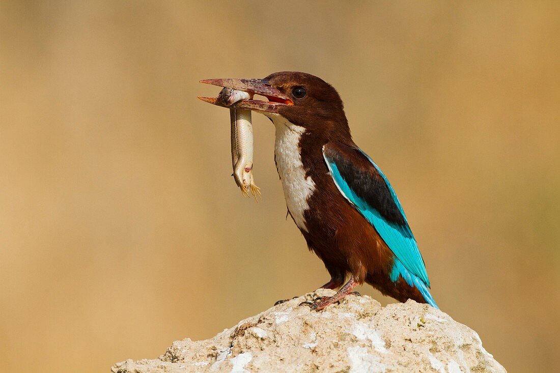 White-throated Kingfisher