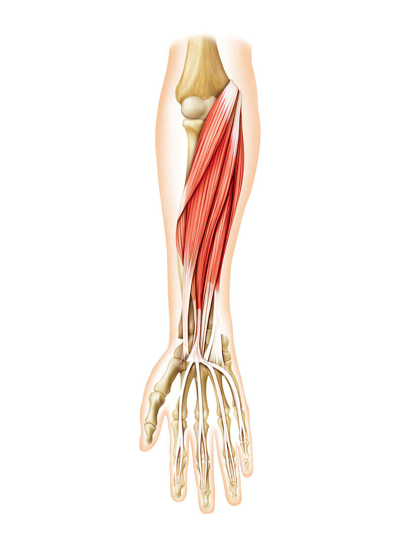 Muscles of forearm,artwork