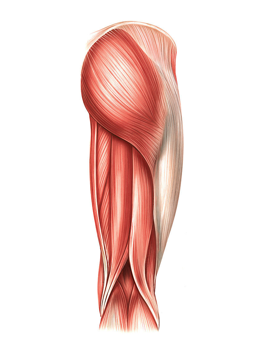 Muscles of the thigh,artwork